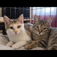 BART et MIKADO, chatte à adopter