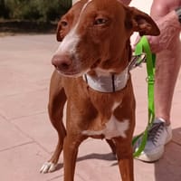 KIKO, chien à adopter