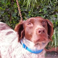 TEMPURA, chienne à adopter