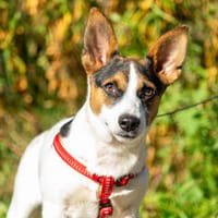Medina, Hündin zur Adoption