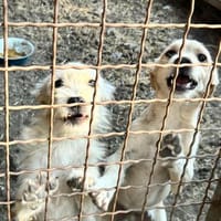 Zuckersüße Junghunde suchen ihre Familie, Hund zur Adoption