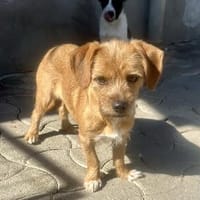 Mila junge, etwas schüchterne Hündin, Hündin zur Adoption