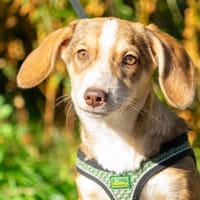 Pixie, Hündin zur Adoption