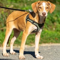 Nessie, Hündin zur Adoption