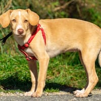 Bimba, Hündin zur Adoption