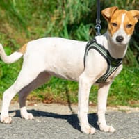 Rosi, Hündin zur Adoption