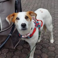 Notfall  Miki! Ein  ❤ auf drei Pfoten, Hund zur Adoption