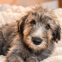 Ted - kleiner Strubbelkopf sucht seine Familie, Hund zur Adoption