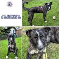 JAELINA ° mit angenehmen ruhigem Wesen, Hündin zur Adoption