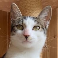 Flecki und Lea suchen eine Familie, Katze zur Adoption