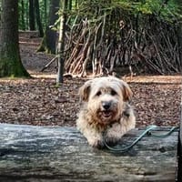 BALU - Großer Wachhund auf kurzen Beinen, Hund zur Adoption
