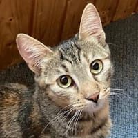 Lea und Flecki wünschen sich eine Familie, Katze zur Adoption