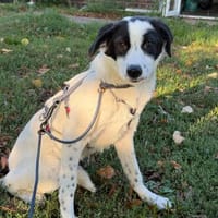 Pixel sucht ihre Familie ♥, Hündin zur Adoption