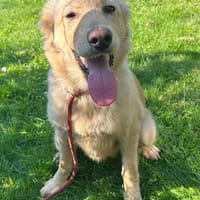 Honey - Hündin - geb. 02/2026 - 45 cm, Hündin zur Adoption