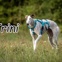 Trini sucht den Weg zurück ins Leben..., Hündin zur Adoption