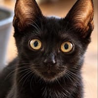 Krümel sucht sein Zuhause, Kater zur Adoption