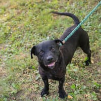 MOSES  Kleiner Herzenshund bereit für neue Abenteuer, Hund zur Adoption