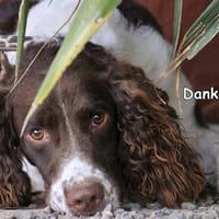DANKO, Hund zur Adoption