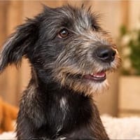 Goofy - frecher Strubbelkopf sucht sein Für-Immer-Zuhause, Hund zur Adoption