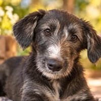 Flips - aufgeweckter Junghund sucht sein Zuhause, Hund zur Adoption