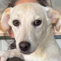 TIMO-hübscher, selbstbewusster Jung-Rüde, 33 cm, Hund zur Adoption