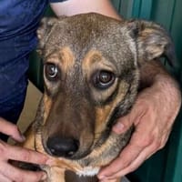 MAYA-hübsche,ruhige,kleine Jung-Hündin, 33 cm, Hündin zur Adoption