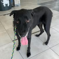 LIMMA- älteres Labbi Mädchen in NOT !, Hündin zur Adoption