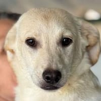 TOBI-wunderschöner, fröhlicher Jung-Rüde, 33 cm, Hund zur Adoption
