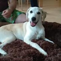 liebe Familienhündin sucht neues Zuhause, Hündin zur Adoption