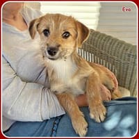 ❤ Eva und Liora: bereit für das Abenteuer Leben!, Hündin zur Adoption