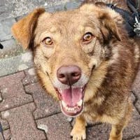 Nela sucht nach ihrem Glück 🐾, Hündin zur Adoption