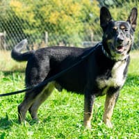 Bongo, Hund zur Adoption