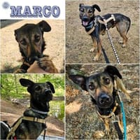 MARCO ° freundlicher Rüde, Hund zur Adoption