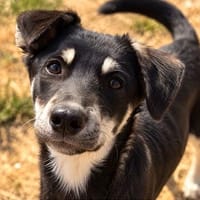 Solvi - bezauberndes Hundemädchen sucht ihr Zuhause, Hündin zur Adoption