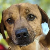 MUFFIN-wunderschöner, freundlicher, kleiner Rüde,34 cm, Hund zur Adoption