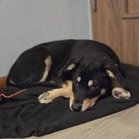 Stitch, ruhiger Welpe sucht neues Zuhause, Hund zur Adoption