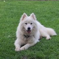 Über Tess- charmante Samojeden-Lady mit viel Lebensfreudee, Hündin zur Adoption