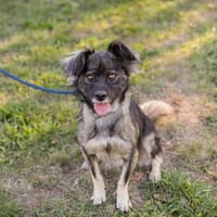 AMAYA  Kleine Hündin mit großem Kuschelpotenzial, Hündin zur Adoption