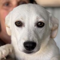TOTO-zuckersüßer, verspielter Jung-Rüde, 33 cm, Hund zur Adoption