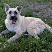 Danila - anhängliche Maus in BRB, Hündin zur Adoption