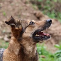 Tolle Begleithündin ❤ brave LOKI, Hündin zur Adoption