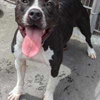 Bambi, Hündin zur Adoption