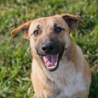 FLIPER  Ein echter Sonnenschein und Spaßkanone, Hund zur Adoption