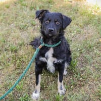TIJAN  Ein wuscheliger kleiner Kerl mit großem Potenzial, Hund zur Adoption