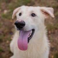 JANOSCH  Fröhlicher Wirbelwind mit ganz viel Lebensfreude, Hund zur Adoption