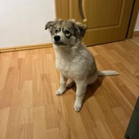 Tiva, intelligenter Welpe sucht neues Zuhause, Hündin zur Adoption