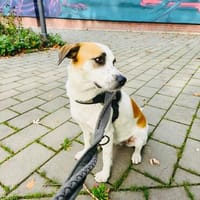 Veselina eine sehr liebe Hündin, Hündin zur Adoption