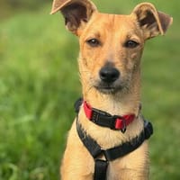 💗🐾 TINY (TYA)  KLEINE HÜNDIN MIT GANZ VIEL LEBENSFREUDE, Hündin zur Adoption