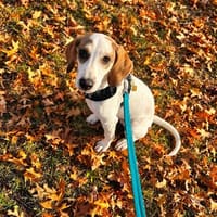 Lexi 🥰 kluge lernbereite Junghündin auf Pflegestelle, Hündin zur Adoption