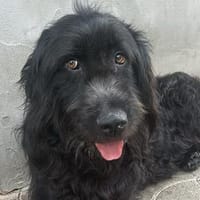 Hero💕freundlicher und wunderschöner Rüde, Hund zur Adoption
